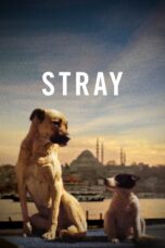 Nonton film Streaming Stray (2021) subtitle Bahasa Indonesia