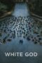 Nonton film Streaming White God (2014) subtitle Bahasa Indonesia