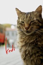 Nonton film Streaming Kedi (2017) subtitle Bahasa Indonesia